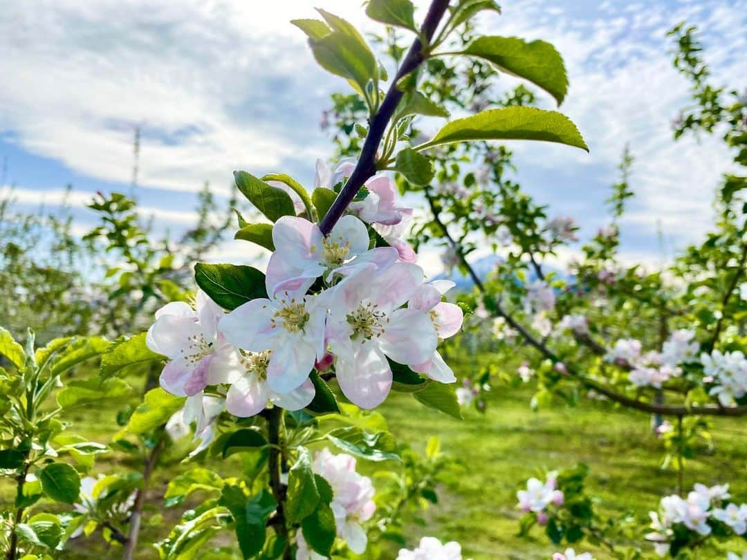 服部未佳さんのインスタグラム写真 - (服部未佳Instagram)「明日の旅サラダは 青森県弘前市から生中継🍎 朝8時から、全国放送です。 青森の方は、ハッピィも続けて！ ぜひご覧ください✨  今朝、出社したら… デスクのカレンダーにメッセージが… ユイティさんからでした😭❤️  #旅サラダ #りんごの花 #岩木山 #りんご農家 が作る #シードル #高橋さん #お世話になります #😁  #ユイティ #高坂友衣 さん #ありがとうございます #🥰」5月7日 21時35分 - mikahattori_aba