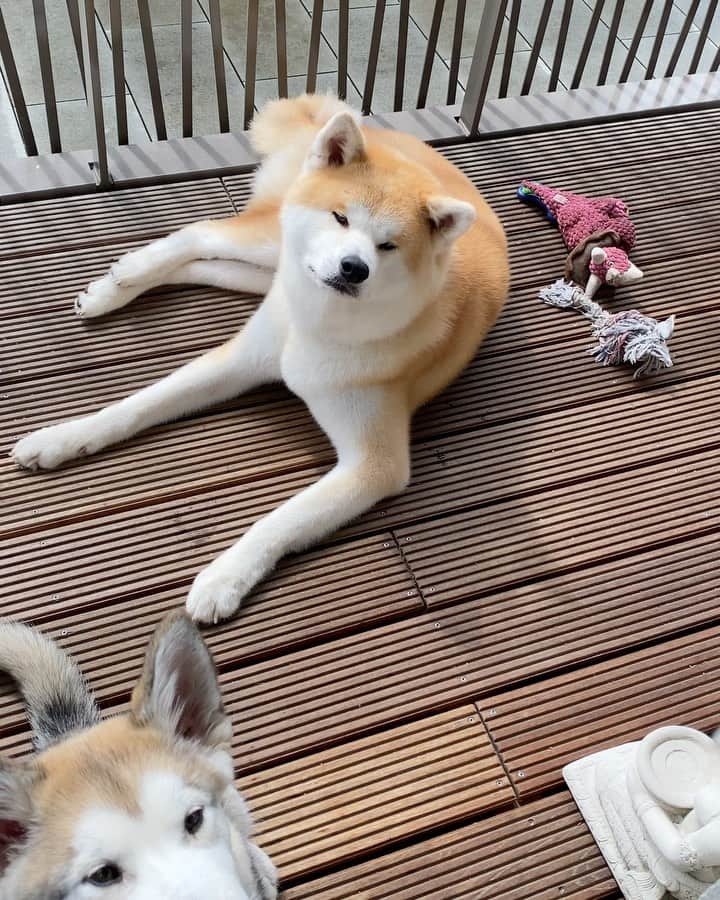 Mikkaのインスタグラム：「Their daily dose of 🦴」