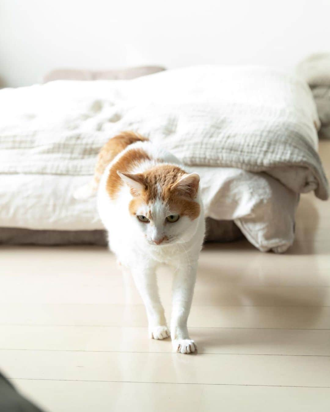 猫沢エミさんのインスタグラム写真 - (猫沢エミInstagram)「ちょっと疲れると、やっぱりイオちゃんの写真、すぐ見ちゃう😚  「ねこしき」の快進撃なんかぜんぶいらないし、ほかになにを差し出しても（ユピガ以外なら…）かまわないから、一緒にいて欲しかった…っていうのがやっぱり本音だけど、そんなこと言ったら怒られそうだもんな🥲  イオちゃんが命散らして私にしてくれている壮大な恩返しと、彼女自身を世に知らしめる意思は、これからも続くんだろう。  くぅ〜〜っ😆かわゆいなぁ💕　  photo : ©︎ 天然生活　@tennenseikatsu   #猫沢イオ　#イオの扁平上皮ガン日記 #イオちゃんフォーエバー　#死してなお医療費をちゃんと返すエライ子😭　#愛してるぜ愛してるぜ愛してるぜ💕」5月7日 21時54分 - necozawaemi