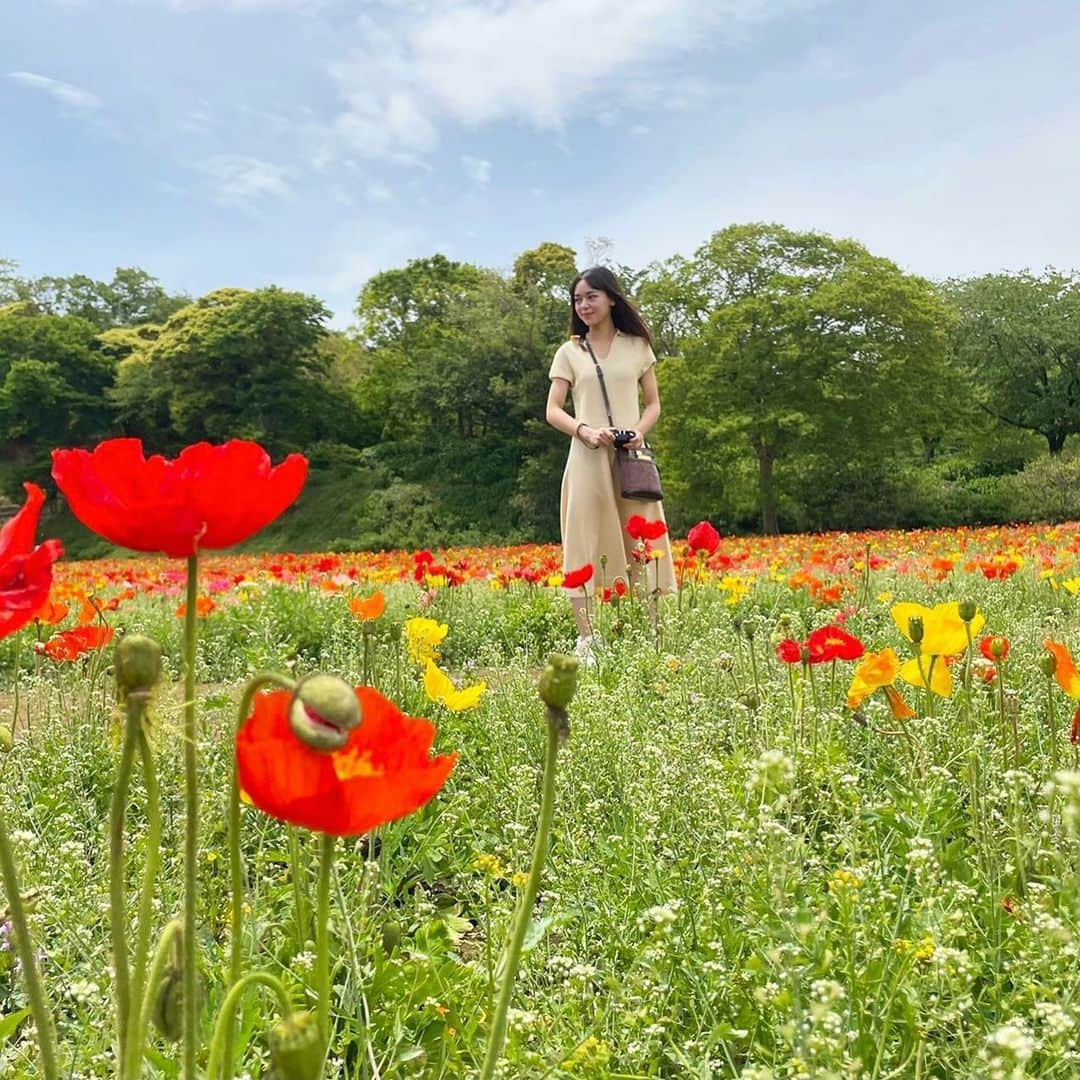 世良マリカさんのインスタグラム写真 - (世良マリカInstagram)「🌼♡  .  .  #ポピー #花畑 #flowerstagram  #母の日」5月7日 21時56分 - seramali_jsmn