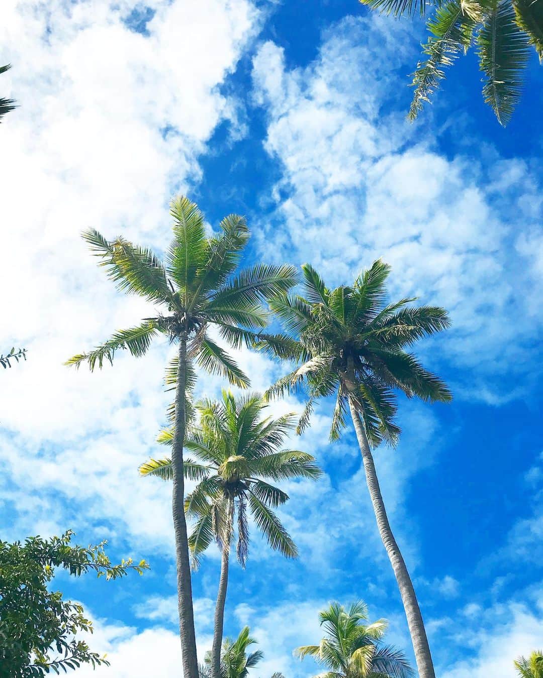 片山萌美のインスタグラム：「#定期的nature  #Fiji 🇫🇯」