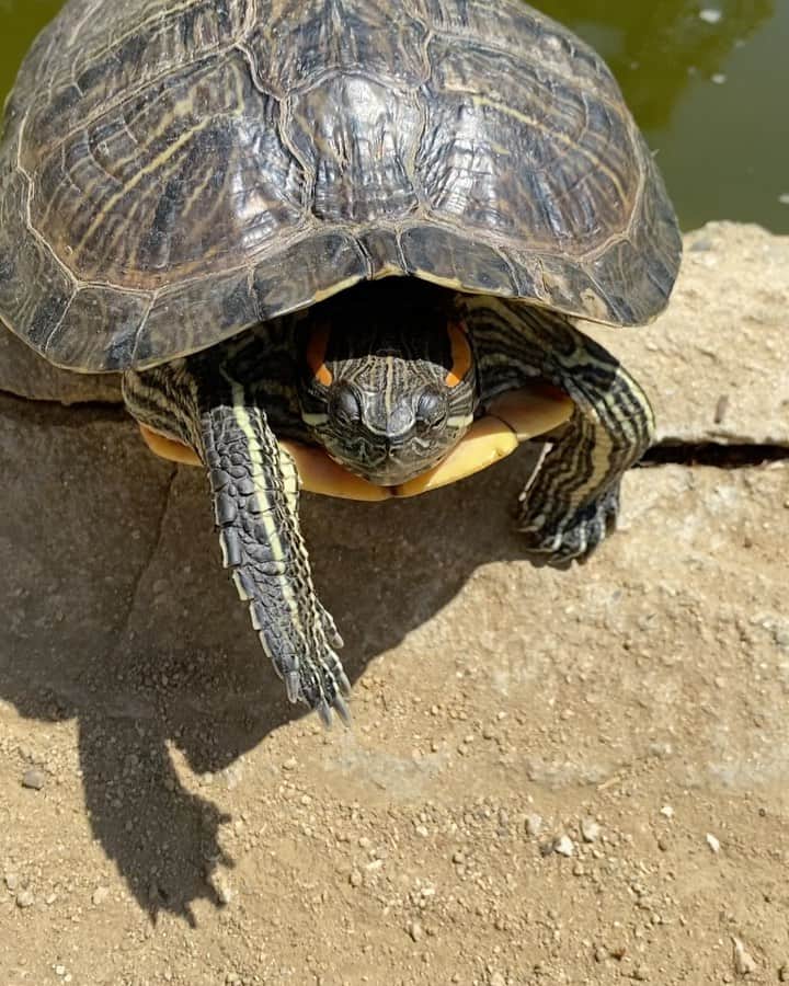 メリッサ・ラウシュのインスタグラム：「Sound on pa-lease! 🐢 💚🐢💚」