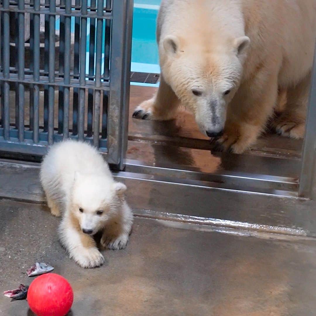 天才！志村どうぶつ園のグルメインスタ