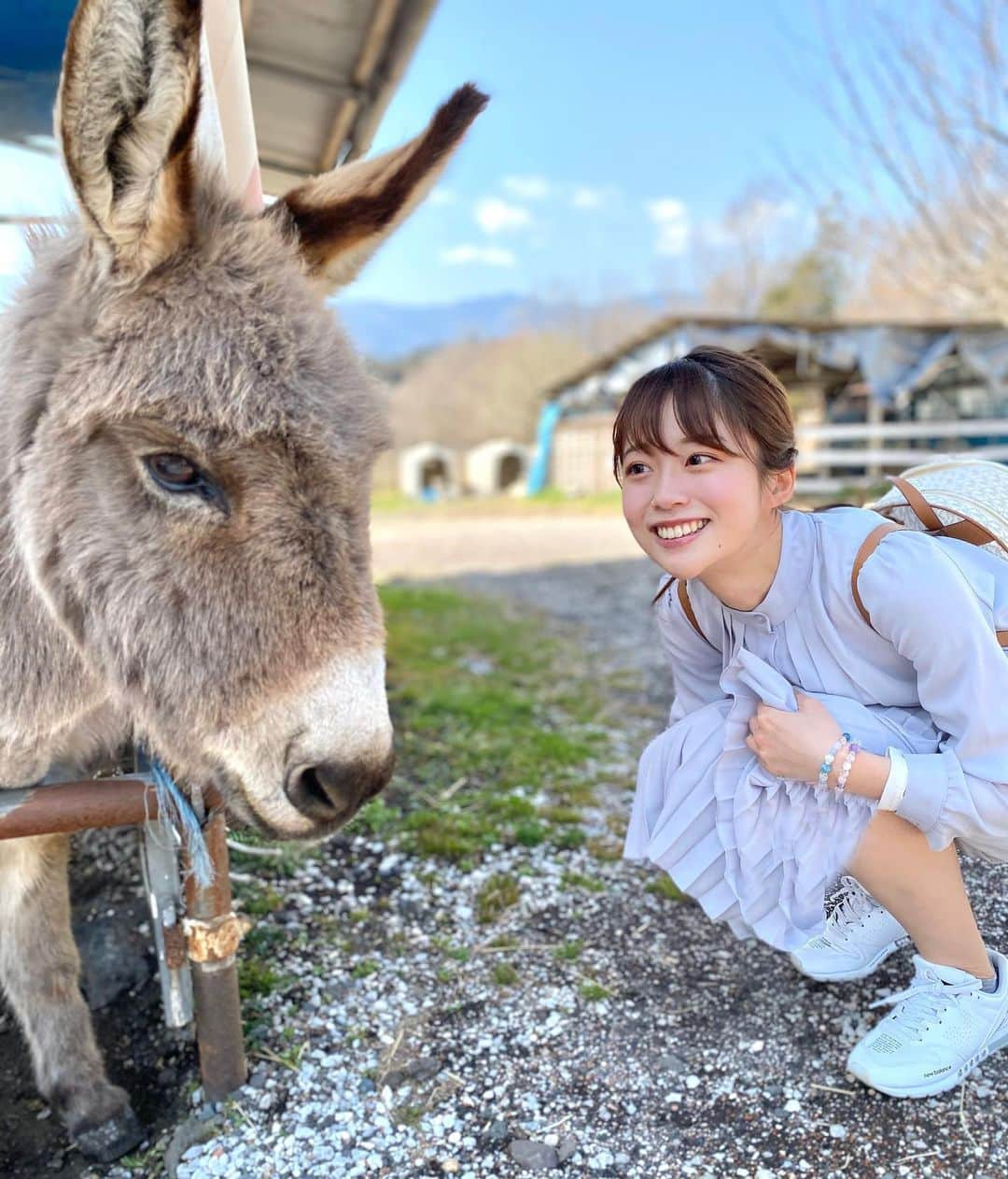 澤井志帆さんのインスタグラム写真 - (澤井志帆Instagram)「.﻿ 2021.5.8﻿ ﻿ 朝霧高原で出会ったロバ🐴💛﻿ カメラ目線頂きました👀﻿ ﻿ 餌やり体験もしたんですが、たくさん食べてくれて本当に可愛かった🥕🥳﻿ ﻿ ﻿ #朝霧高原﻿ #富士ミルクランド﻿ #過去pic ﻿ #DaiichiTV﻿ #アナウンサー」5月8日 9時05分 - shiho_sawai