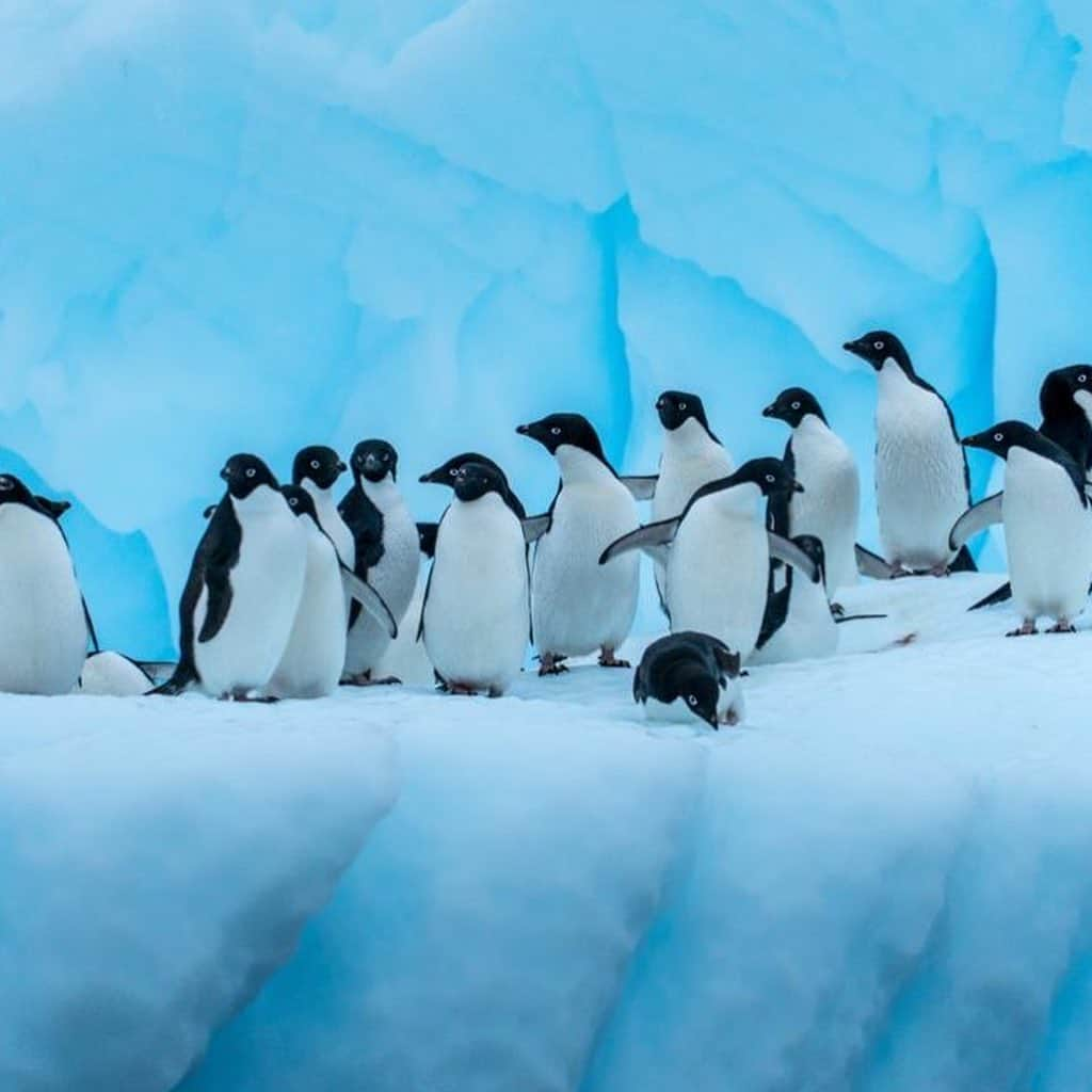 レオナルド・ディカプリオさんのインスタグラム写真 - (レオナルド・ディカプリオInstagram)「The Earth’s polar regions are some of the most vulnerable places on Earth to the effects of the climate crisis.  At the same time, these regions are essential for the healthy functioning of our ocean.  Last month, John Kerry, Special Presidential Envoy for Climate conveyed the United States’ support for the three marine protected area proposals (MPA) currently under consideration by the Convention for the Conservation of Antarctic Marine Living Resources (CCAMLR), the body charged with protecting biodiversity in Antarctica’s waters.  These MPA proposals would offer urgently needed protections for iconic ocean life inhabiting the Southern Ocean around the Antarctic Peninsula, Weddell Sea and East Antarctica.  Endangered species of penguins, whales seals and seabirds will benefit from these conservation measures. Thank you, Special Envoy Kerry, for your support.  In addition, the President of Chile, Sebastian Piñera @sebastianpinerae reaffirmed Chile’s strong commitment to advance the Antarctic Peninsula MPA proposal which Chile and Argentina are championing together.    Thank you, Chile, Argentina and all the country leaders advancing the Antarctic MPA proposals. I encourage all countries who are members of CCAMLR to support the establishment of these MPAs as an essential step to safeguard our Planet against the climate crisis.  @mission_blue @donabertarelli @max_bello @pewenvironment  Photo Credit: @andy_mann / @sealegacy」5月8日 3時59分 - leonardodicaprio