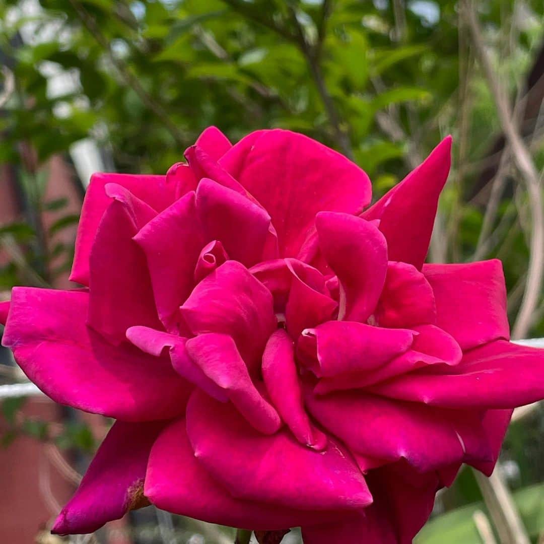 吉田由美さんのインスタグラム写真 - (吉田由美Instagram)「お手入れしていないのに、毎回綺麗な花を咲かせる我が家のバラ  頼もしい✨  頑張れ！薔薇🌹」5月8日 11時37分 - yumi__yoshida