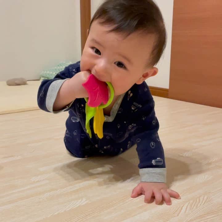 石原あつ美のインスタグラム：「・ ベビージムにぶら下がってたオモチャ引っ張ってきた彼。  歯固めやし、間違ってはないで、間違っては… でも…せっかくなら葉っぱを噛んでみてはいかかでしょうか😂⁉️  泣いても笑ってもバランス崩しても とーにーかーく咥えたい！！！！ そんなお年頃🍼✨  #育児 #育児日記 #子育て#子育てグラム  #成長記録 #7ヶ月 #男の子ベビー #7ヶ月ベビー #赤ちゃんのいる生活」