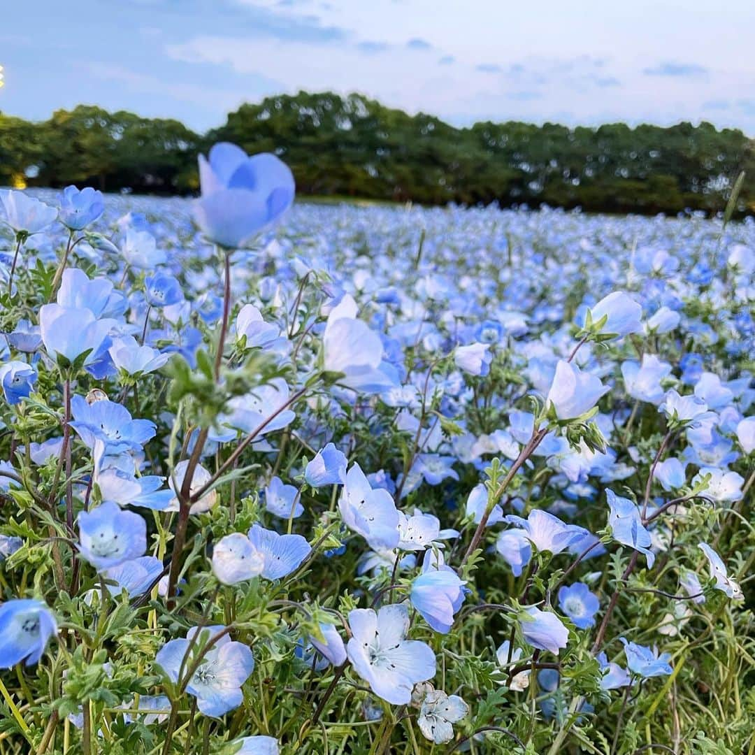 関りおんのインスタグラム：「花畑にずっと行きたくて、やっと行けたの～🌷  日が沈むくらいの時間帯に行ったら全然人がいなくてじっくり見れたよ！  春なのにイルミネーションが見れたことに感動😳  #なばなの里 #ネモフィラ #ネモフィラ祭り #花 #花畑 #春 #なばなの里イルミネーション #イルミネーション」