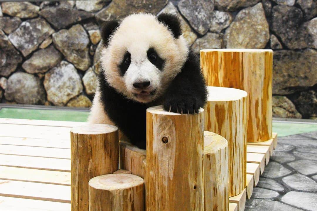 天才！志村どうぶつ園さんのインスタグラム写真 - (天才！志村どうぶつ園Instagram)「生後５か月のコロコロパンダ🐼🎋🤍 飼育員さんがプレゼントしてくれた遊具で元気いっぱい遊んでるみたいです🌈  #みんなのどうぶつ園 #みんどう #らぶどう #アドベンチャーワールド #パンダ #ジャイアントパンダ #Panda #Pandabear #Giantpanda」5月8日 12時00分 - minnano_zoo_ntv