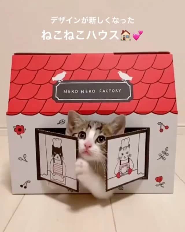 布川愛子のインスタグラム：「新しいねこねこハウスのイラスト担当しました。窓から顔出してるの、なんて可愛いんだ？！かわいい😭💓💓 #Repost @nekoneko_shokupan  ・・・ デザインが新しくなった #ねこねこハウス 🏠💕 ねこちゃんも #おうち時間 をご満喫…？💕  動画はねこねこハウス(小)になります🏠 店舗でも販売中です♪ ※人気につきご来店前にご確認いただけますと確実です🥺  オンラインストアではねこねこ食パンにねこねこハウスをつけて販売中✨ https://hbantique.official.ec  #ねこねこ食パン #猫#ねこすたぐらむ#にゃんすたぐらむ#ねこすきさんと繋がりたい#パン好きな人と繋がりたい#グルメ好きな人と繋がりたい#パン屋#パン屋さん#パン屋巡り#パン部#パンスタグラム#高級食パン#高級ミルク食パン#食パンアレンジ#食パン専門店#ねこ部#おうち時間#おうちカフェ#ベーカリー#お土産#保護猫#朝ごはん#朝ごパン#nekonekoshokupan #布川愛子 #aikofukawa #aikofukawa_illustration」