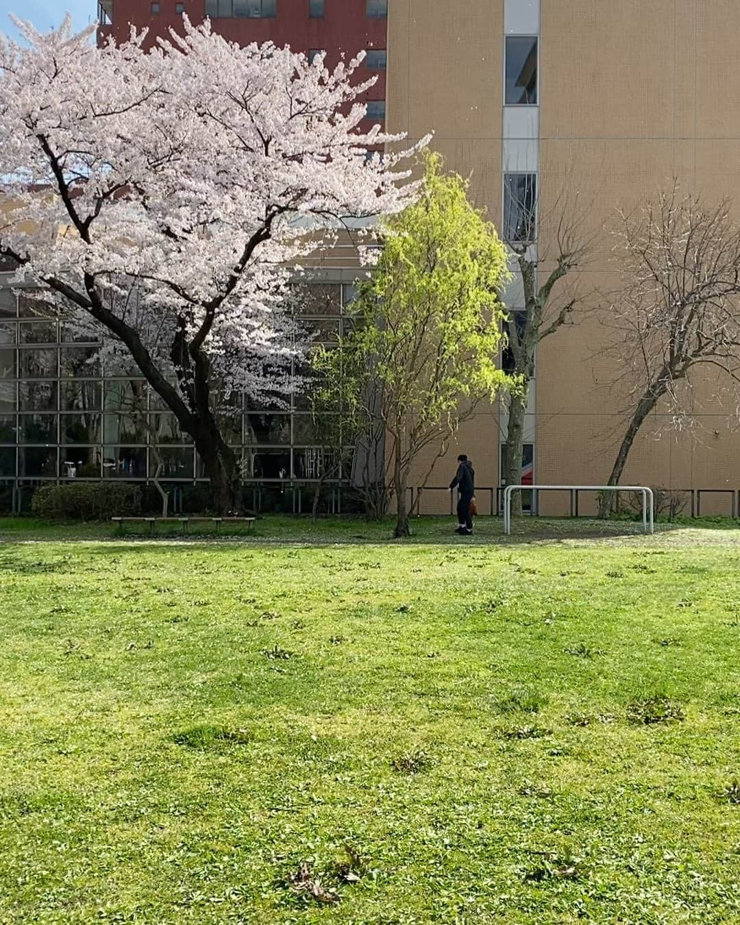 飯尾竜太朗のインスタグラム：「子供の日過ぎましたね。🎏  #4月のある日 #桜 #娘も息子も健康に成長しますように #子供の日」