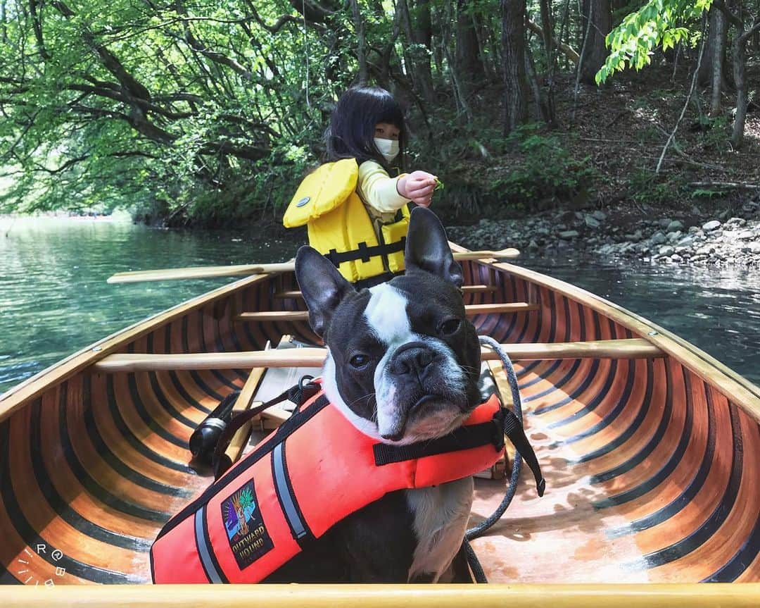 rabbiiiiiさんのインスタグラム写真 - (rabbiiiiiInstagram)「* 🐄👧🏻🛶🌿 * * #igersjp #Gunmagram #四万湖  #navarrocanoes  #navarrocanoe  * * Location: Gunma Japan🇯🇵」5月8日 13時25分 - rabbiiiii