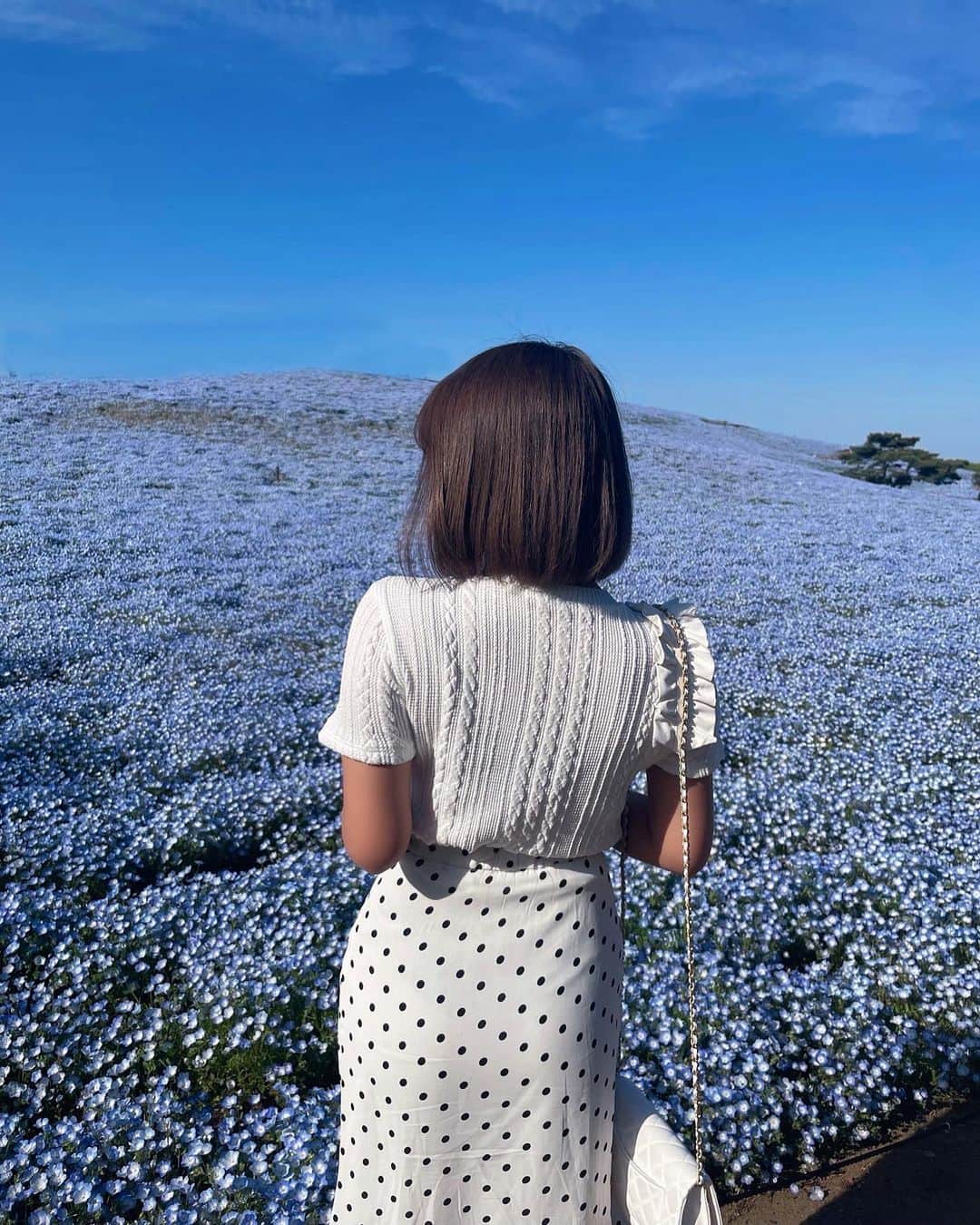 のインスタグラム：「💙#ネモフィラ」