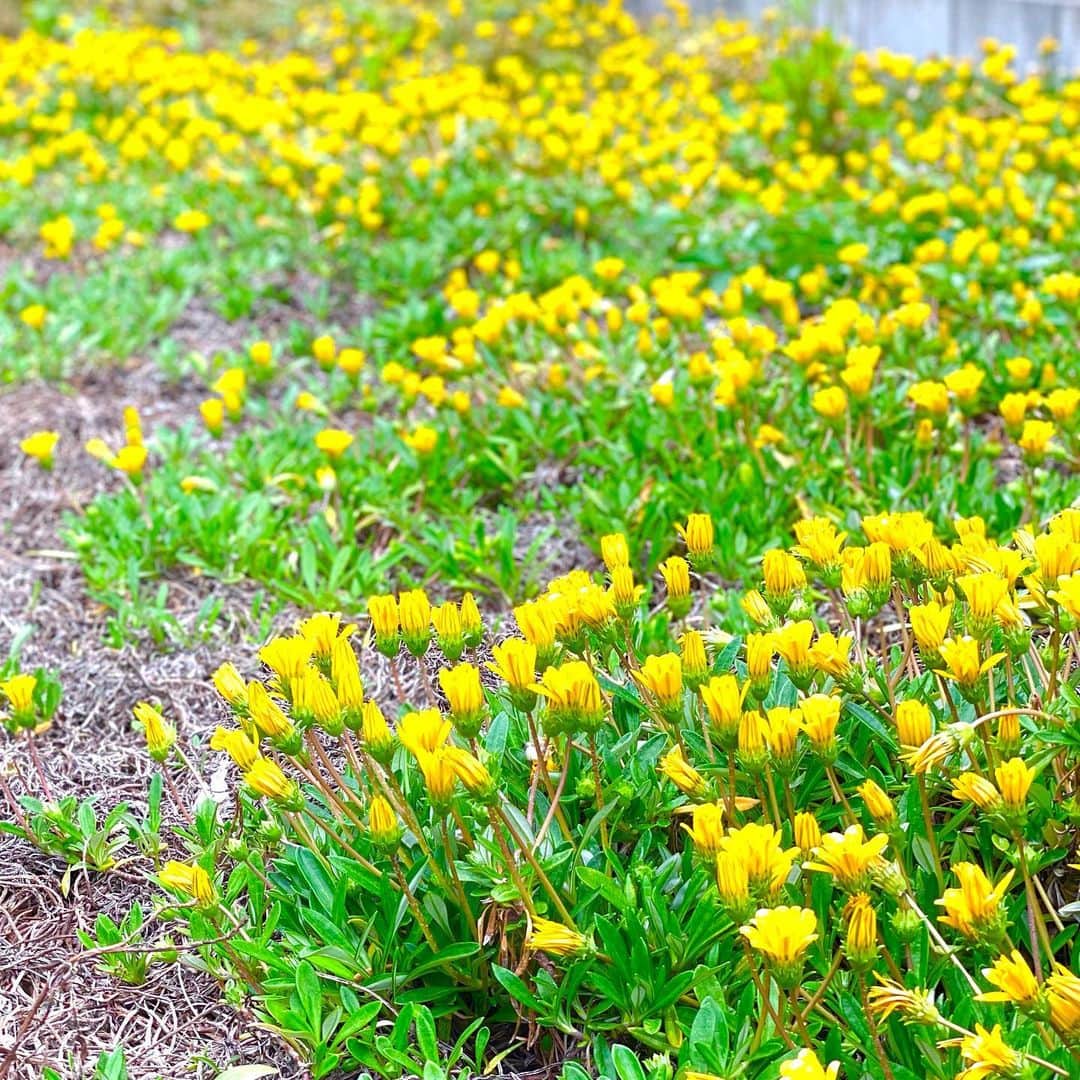 村主章枝さんのインスタグラム写真 - (村主章枝Instagram)「The yellow flowers energize me 黄色のお花を見ると、元気が出ます💪🏻 #springflowers」5月8日 16時01分 - fumie.suguri