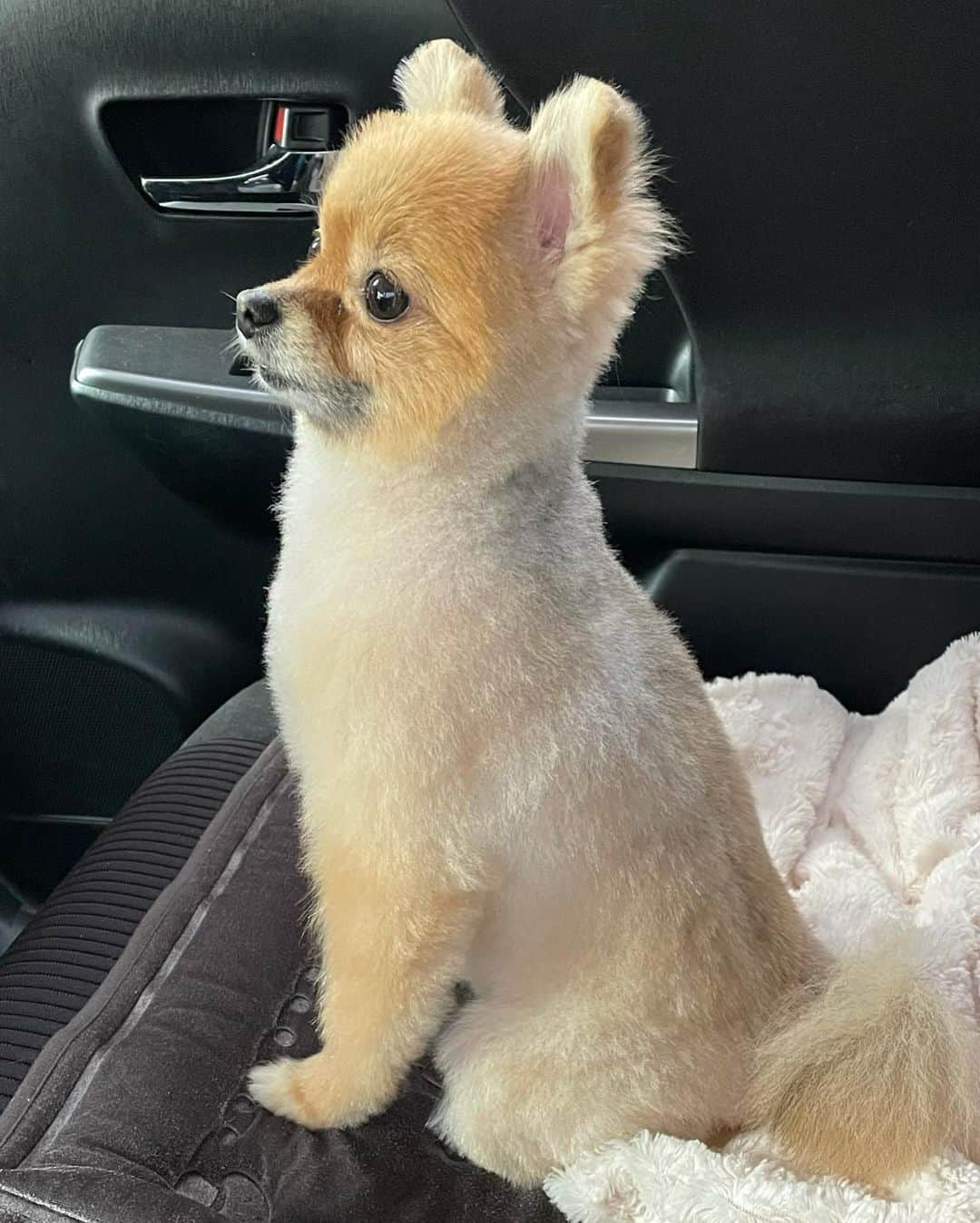 矢島舞美さんのインスタグラム写真 - (矢島舞美Instagram)「. 柴犬カットになりました♡ これで夏場も快適だね♪ . あいかわらずの舌チロはご愛嬌♡ . . #トワレ#犬#愛犬#わんこ#わんちゃん#ポメラニアン#柴犬#柴犬カット」5月8日 17時43分 - maimiyajima_official_uf