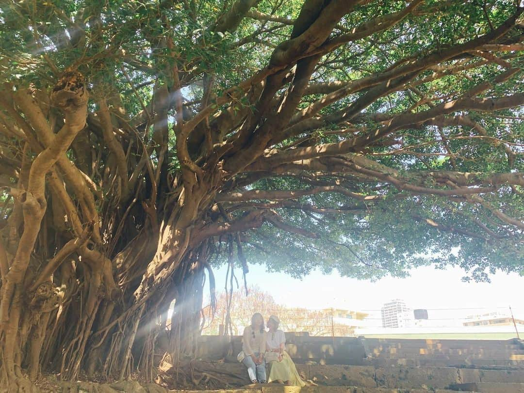 高辻千夏さんのインスタグラム写真 - (高辻千夏Instagram)「ガジュマルの木🌳﻿ ﻿ ﻿ 沖縄では、キジムナーっていう精霊が宿る多幸の樹 ﻿ ﻿ って言い伝えがあるらしい🧚🏻✨﻿ ﻿ ﻿ ﻿ 写真では伝えきれないくらい、めちゃくちゃ大きかった…！﻿ ﻿ ﻿ ﻿ #過去pic #沖縄 #ガジュマル #ガジュマルの木 #沖縄女子旅 #沖縄観光 #那覇 #パワースポット」5月8日 22時01分 - chinatsujk