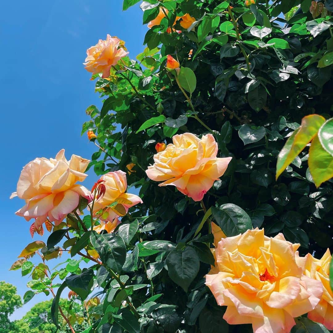 倉地美晴さんのインスタグラム写真 - (倉地美晴Instagram)「・ 💛🧡🤎  #rose #rosé #flowers #flowerstagram #nature #japan #beautiful」5月9日 1時15分 - miharu_kurachi