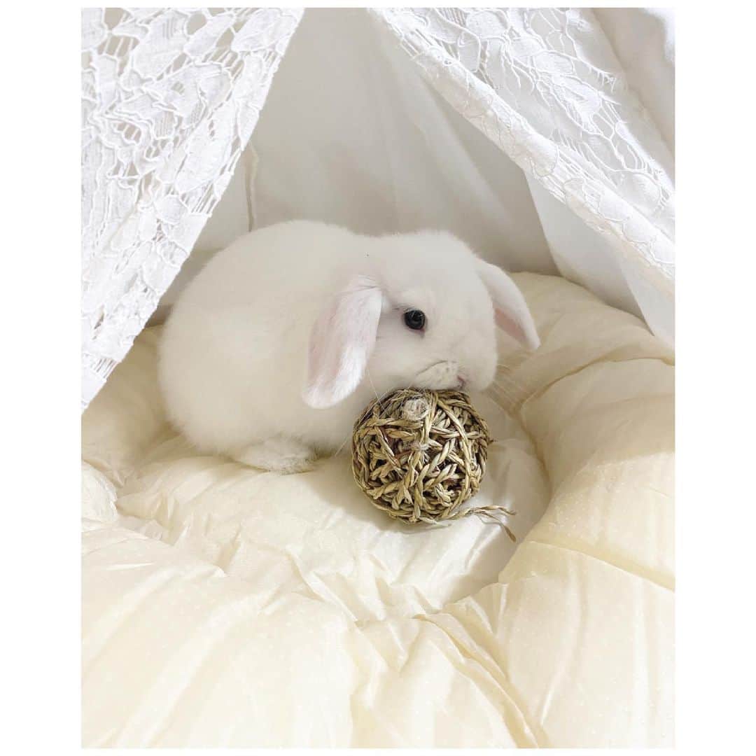 岩田陽菜のインスタグラム：「くしゅのベッドが来たよ( ᐡ. ̫ . ᐡ)♡﻿ ﻿ ﻿ #うさぎ#rabbit#うさぎのいる生活#ホーランドロップ#ホーランドロップイヤー#ベッド#White#白」