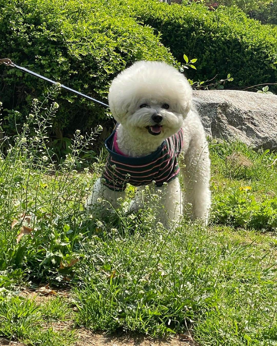 シン・セギョンさんのインスタグラム写真 - (シン・セギョンInstagram)「진사의 봄🌸 (발 닦았음)」5月9日 14時08分 - sjkuksee