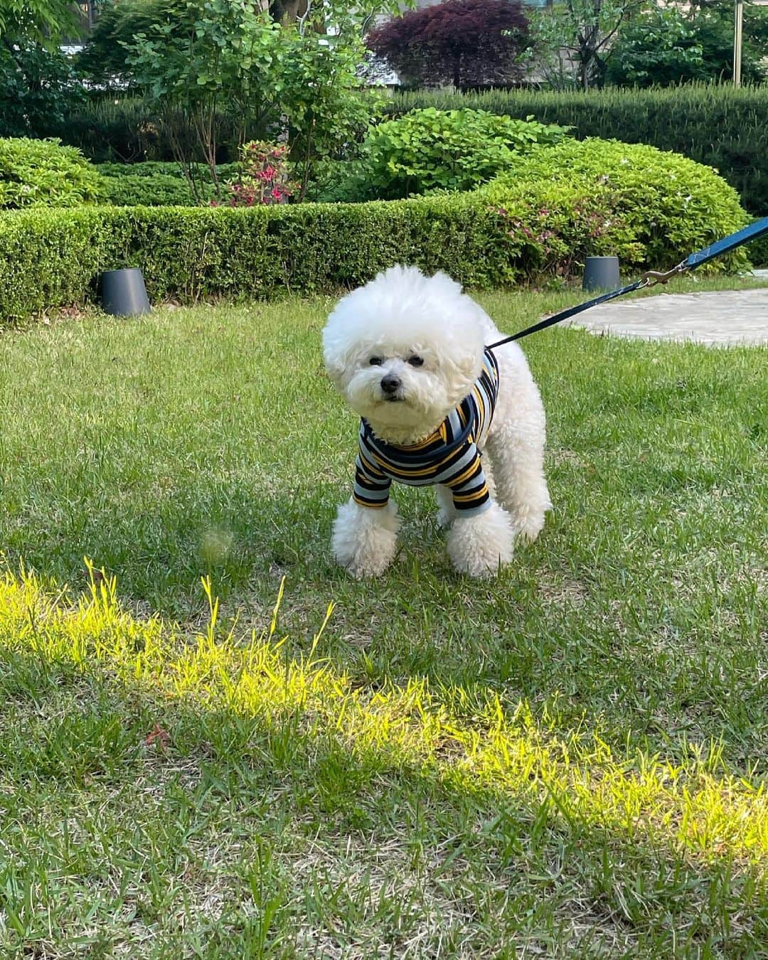 シン・セギョンさんのインスタグラム写真 - (シン・セギョンInstagram)「진사의 봄🌸 (발 닦았음)」5月9日 14時08分 - sjkuksee