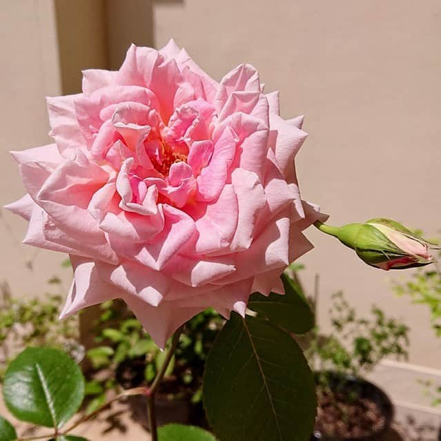 大地真央さんのインスタグラム写真 - (大地真央Instagram)「昨夜遅くから 🌹最高のオバハン中島ハルコ🌹をご覧くださった皆様、 ありがとうございました🙇‍♀️ また、沢山のあたたかいコメントもありがとうございました❣️ 見逃した〜という方は、見逃し配信で是非!ご覧くださいね〜📺  今年も🌹DAICHIMAO🌹が咲きました🌹　 昨年の9月ぶりです😊 毎回、少しづつ違う表情を見せてくれて楽しい٩(^‿^)۶ 蕾も顔を覗かせてます💓  #最高のオバハン#中島ハルコ #最高のオバハン中島ハルコ #オトナの土ドラ #東海テレビ#フジテレビ系列 #6話#5月15日 23:40から #FOD#見逃し配信#笑おう #DAICHIMAO🌹 #薔薇 🌹 #ピンク 🌹 #四季咲き  #テラス 🍀🍃🌿🌱☘ #イタミローズガーデン 🌹#寺西菊雄 さん #大地真央 #MAODAICHI」5月9日 12時42分 - daichimao_official