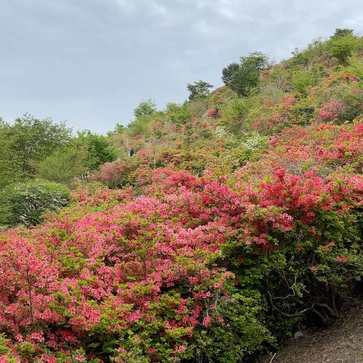 森下千里のインスタグラム：「ツツジの植樹のお手伝いに、山へ。  素晴らしい景色を見ながらも、 山を守る活動についてや、 山の歴史、 植物や花を食べにくる鹿🦌の問題など、 地域の方に教えていただきました。  生業としてでなく、 心でこの山の景色を守る方々の声は とても強く、胸に響きます。  綺麗なものを守ることの裏は、 様々な案や試行錯誤がありました。 行政に地域の声を繋げて、 さらに、強固に自然を守っていきたいです。  . . #宮城五区 #宮城県 #水沼山 #パノラマ景色 #山登り #山頂からの眺め #トレッキング」