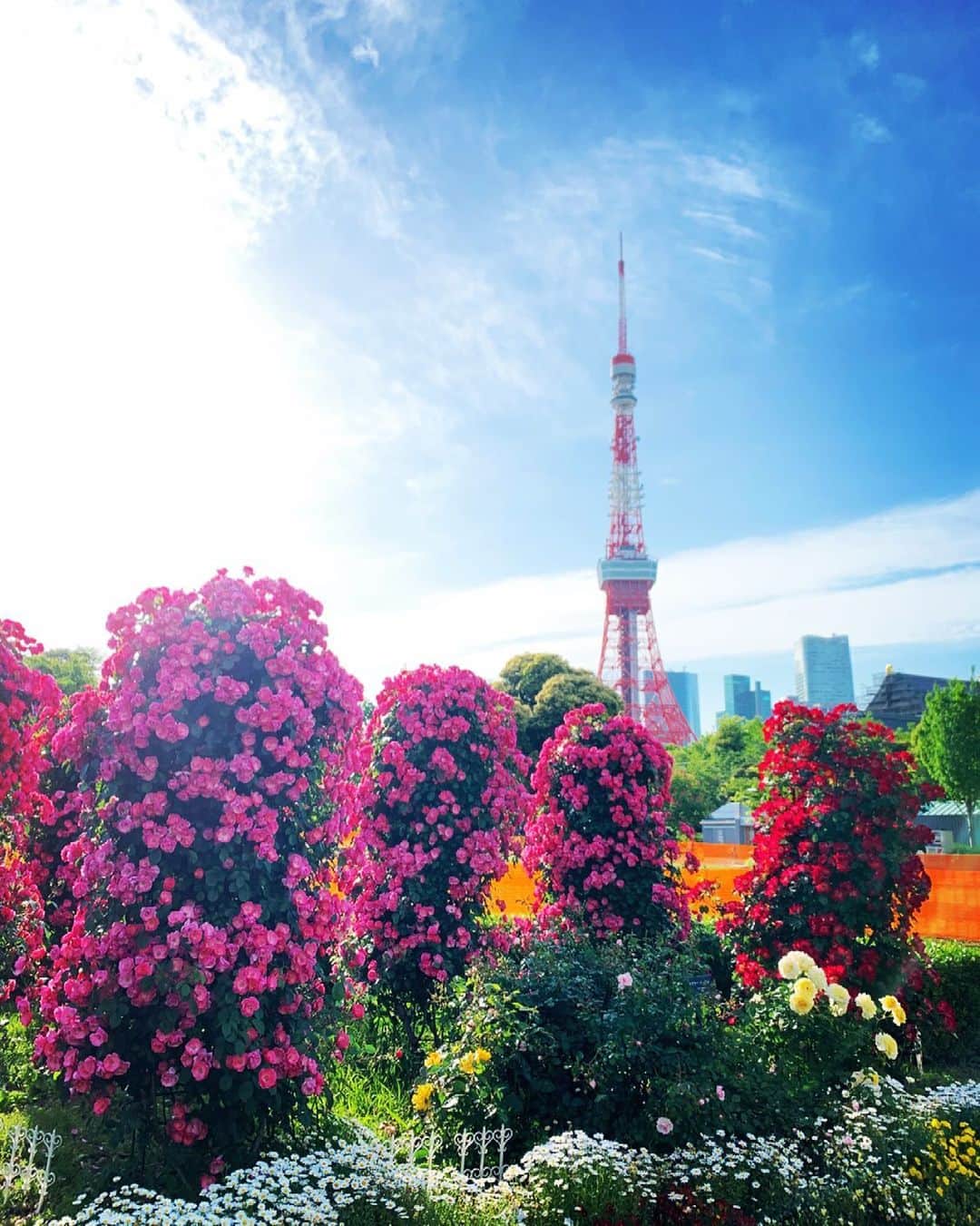 あびる優さんのインスタグラム写真 - (あびる優Instagram)「母の日🥺💐💕  私の大好き🌹と大好き🗼が同時に見渡せる場所😃✨ また近々お散歩がてら行ってみよう🥰  #flowers#rose#tokyotower#sky#tokyo#happymothersday#mothersday#花#お花#バラ#薔薇#東京タワー#青空#東京#母の日#いつもありがとう#🗼#🌹」5月9日 18時01分 - yuabiru74
