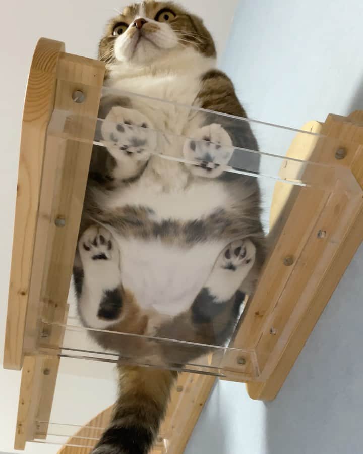 のインスタグラム：「🐾 paws 🐾   今日は暑かったから ひんやりするこの場所が大人気❤️ うずらちゃんの肉球に釘付け🐾  @myzoojapan  #paw #paws #adorable #cat #catsofinstagram #scottishfold #catoftheday #catlife #catwalk #9gag #meowed #ilovemycat」