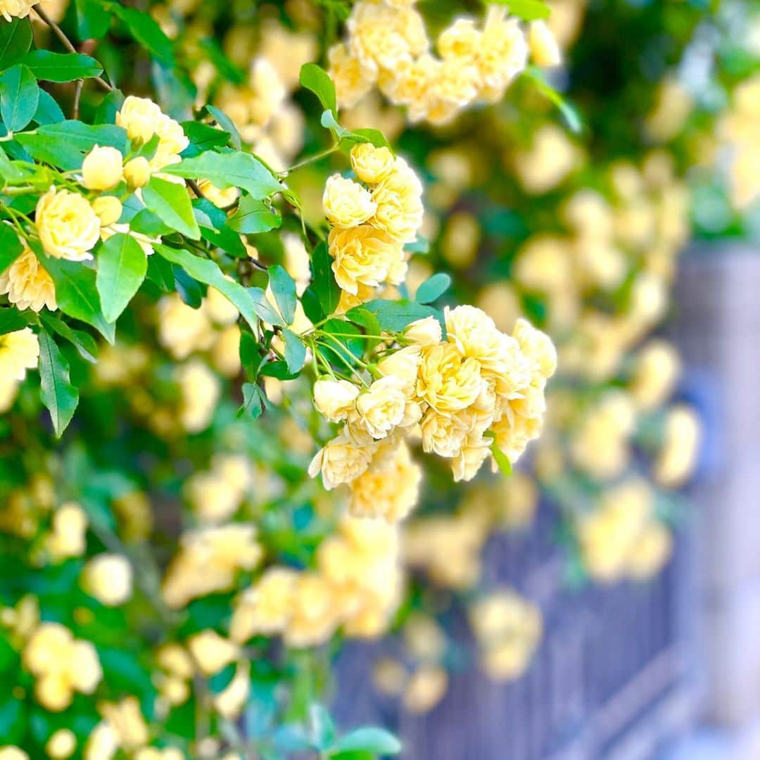 村主章枝さんのインスタグラム写真 - (村主章枝Instagram)「What is the name of these flowers? It is a tough time in Japan now but still, there are so many things that we can feel happiness.  I also have many difficult challenges but I will not forget to thank my life and always be positive.  このお花は、なんていう名前なんだろう🤔🤔🤔 色々、大変な時期だけど、幸せを感じられるものは沢山あると思います。私も大変なこと沢山ありますが、感謝の気持ちを忘れずに、ポジティブに頑張ります💪🏻💪🏻💪🏻 #springflowers」5月9日 20時23分 - fumie.suguri