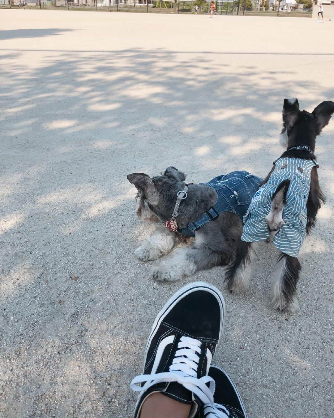 森山菜々のインスタグラム：「. 🐶L A N I &  K A I🐶  ラニカイのオーバーオール姿にキュン♡ ドッグラン行きたいね🦮🏐  #LANIKAI #miniatureschnauzer  #ラニカイ #ミニチュアしシュナウザー」