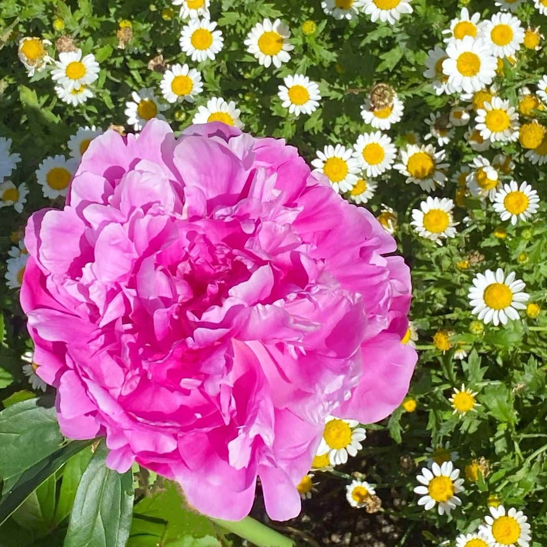 のインスタグラム：「.  💐母の日💐  常に人の為に心を尽くし 　　人の為に行動し続けてきた母  たまには身体を休めて欲しいし 自分の時間を楽しんで欲しいと思うけど。。  母を必要とする人が沢山いるし 人の為に動くことが母の喜びだから それが母の使命なのかもしれないと思うことも。。  これからも 身体に気をつけて 毎日を楽しんで欲しいです✴︎✴︎✴︎  全国のお母さんや お母さんのような存在でみんなを 包んでくれる全国の皆さん  本当にいつもありがとうございます💐✨  全国のお母さん達の幸せを 　　　　　日々祈っています˚✧⁎  お庭の芍薬が ピンクのカーネーションのようでした🌺  #母の日 #感謝の日 #祈り #芍薬 #カーネーション  #早瀬英里奈」