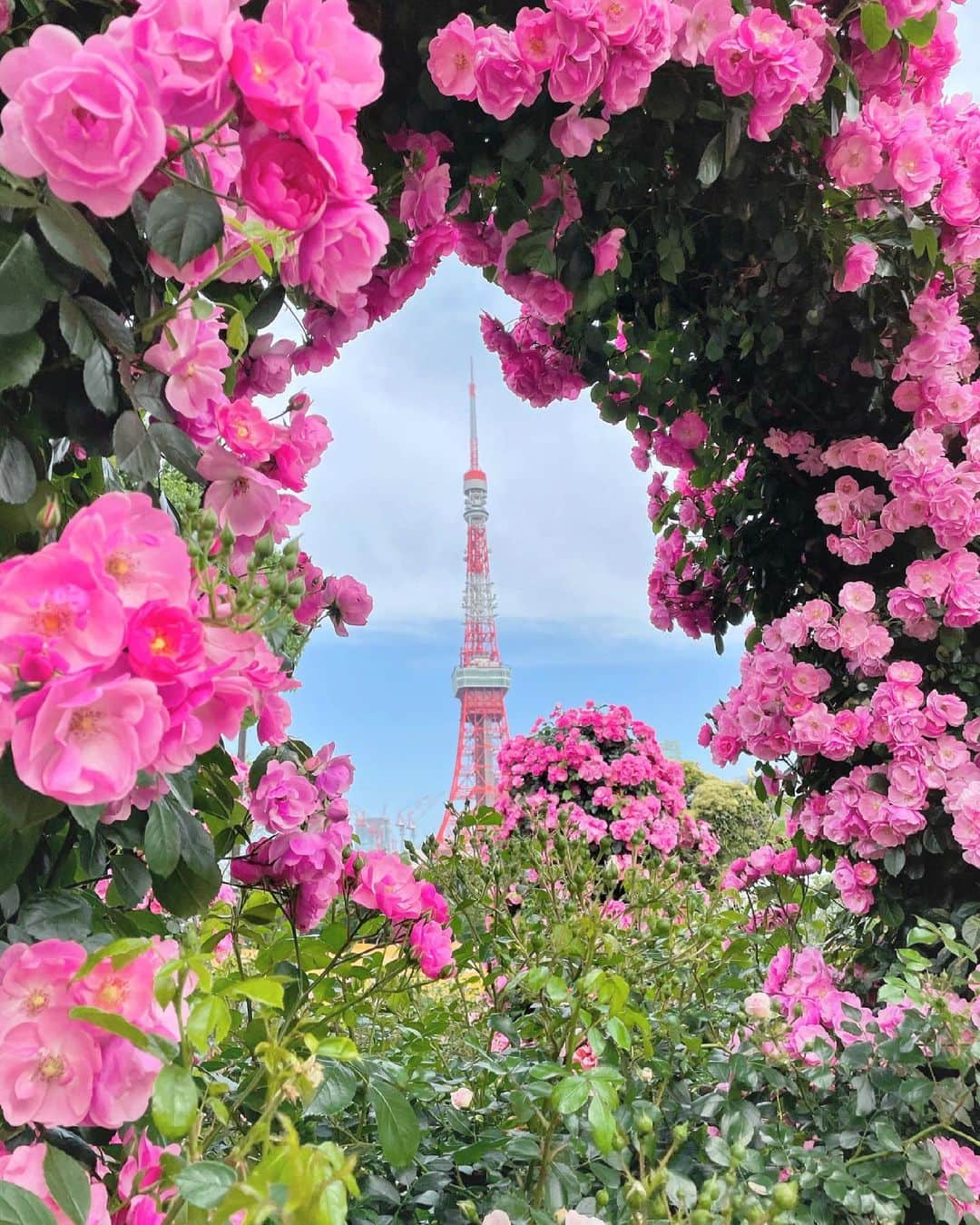 関りおんのインスタグラム：「朝ランニング✨  芝公園まで走ってきたよ～ 早起きして運動すると1日得した気分になるよね！  バラ園越しに見える東京タワーの写真も😳 こんなスポットがあるなんて知らなかった～！  分かりにくい場所にあるので少し見つけるの大変でした笑  一生懸命東京タワーをバラの中に収めようと頑張った😂  #朝ランニング #ランニング #ランニング女子 #バラ #バラ園 #インスタスポット #花 #花園 #芝公園 #東京タワー #東京タワーが見える #朝活 #rose #tokyotower #shibapark」