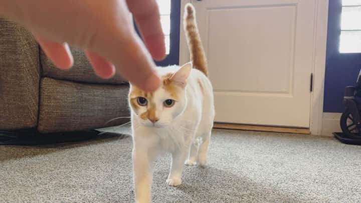 Richard Kittyのインスタグラム：「Mother’s Day play!」