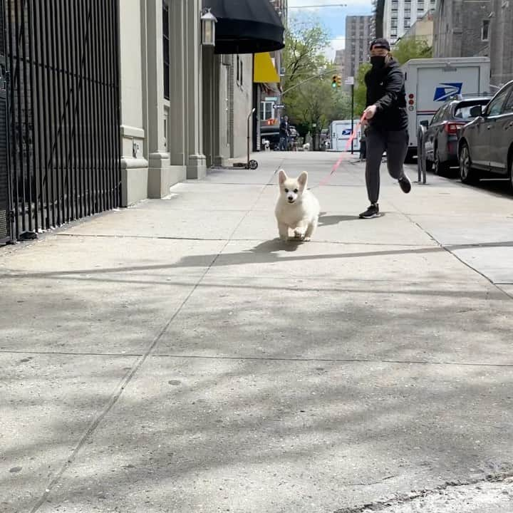 Winston the White Corgiのインスタグラム：「Happy Mother’s Day ok gotta go」