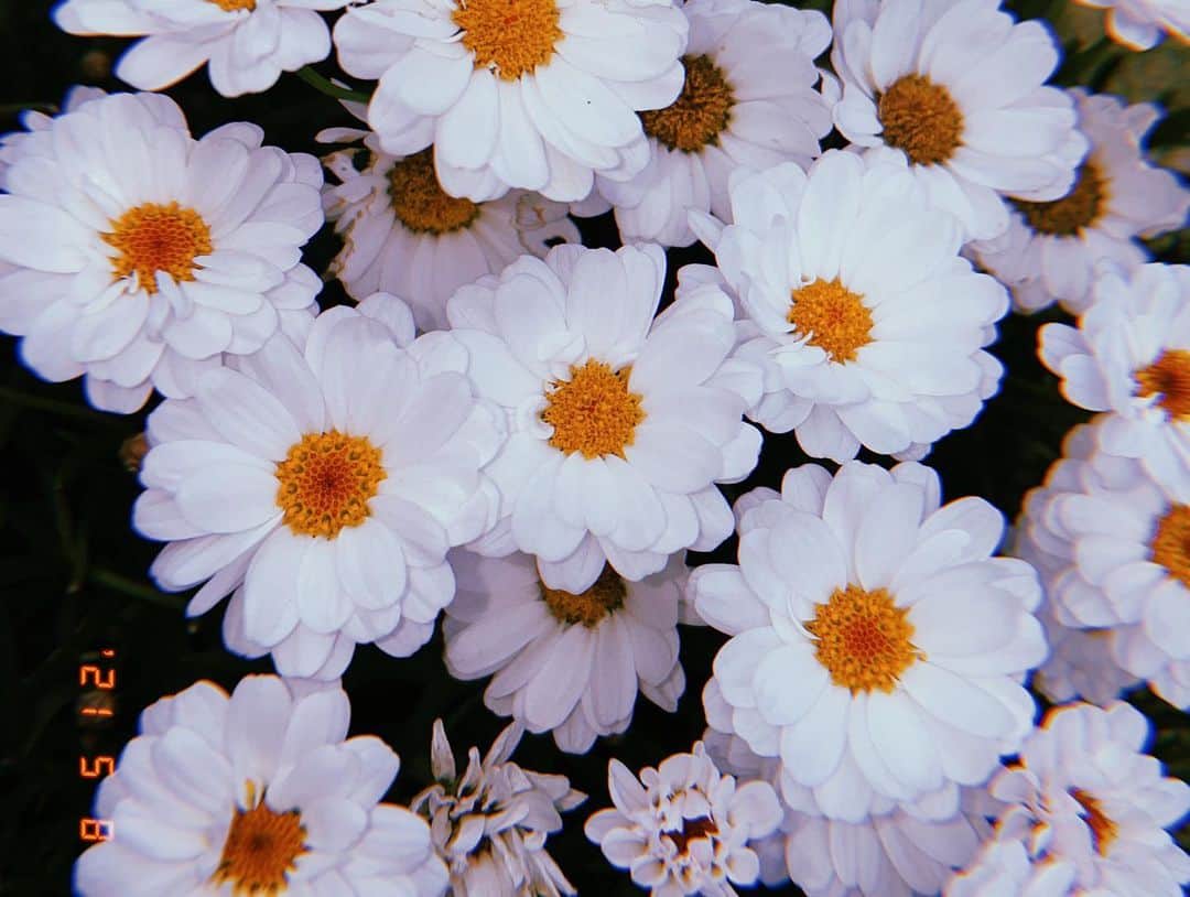 白間美瑠さんのインスタグラム写真 - (白間美瑠Instagram)「可愛いなぁ☺️ #何のお花だろ？」5月10日 10時51分 - shiro36run