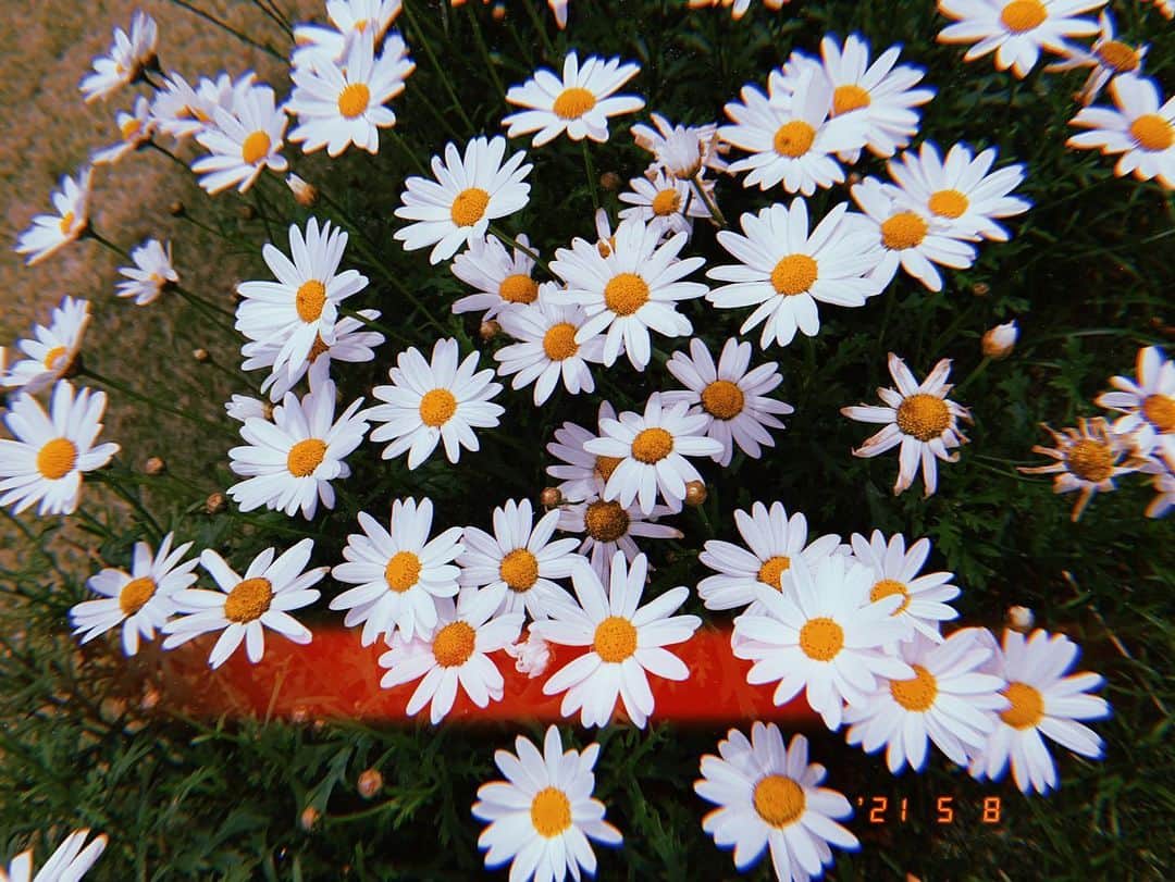 白間美瑠さんのインスタグラム写真 - (白間美瑠Instagram)「可愛いなぁ☺️ #何のお花だろ？」5月10日 10時51分 - shiro36run