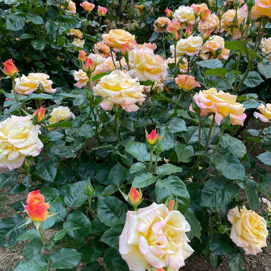 三浦奈保子さんのインスタグラム写真 - (三浦奈保子Instagram)「新緑が気持ち良い季節ですね☺️  子供たちとバラ園をお散歩してきました🌹  私は白にほんのりオレンジピンクがかった色が好きです😄  皆さまは何色のバラが好きですか？☺️🌹🌹🌹  #バラ #新緑 #新緑の季節」5月10日 15時19分 - miura_naoko_