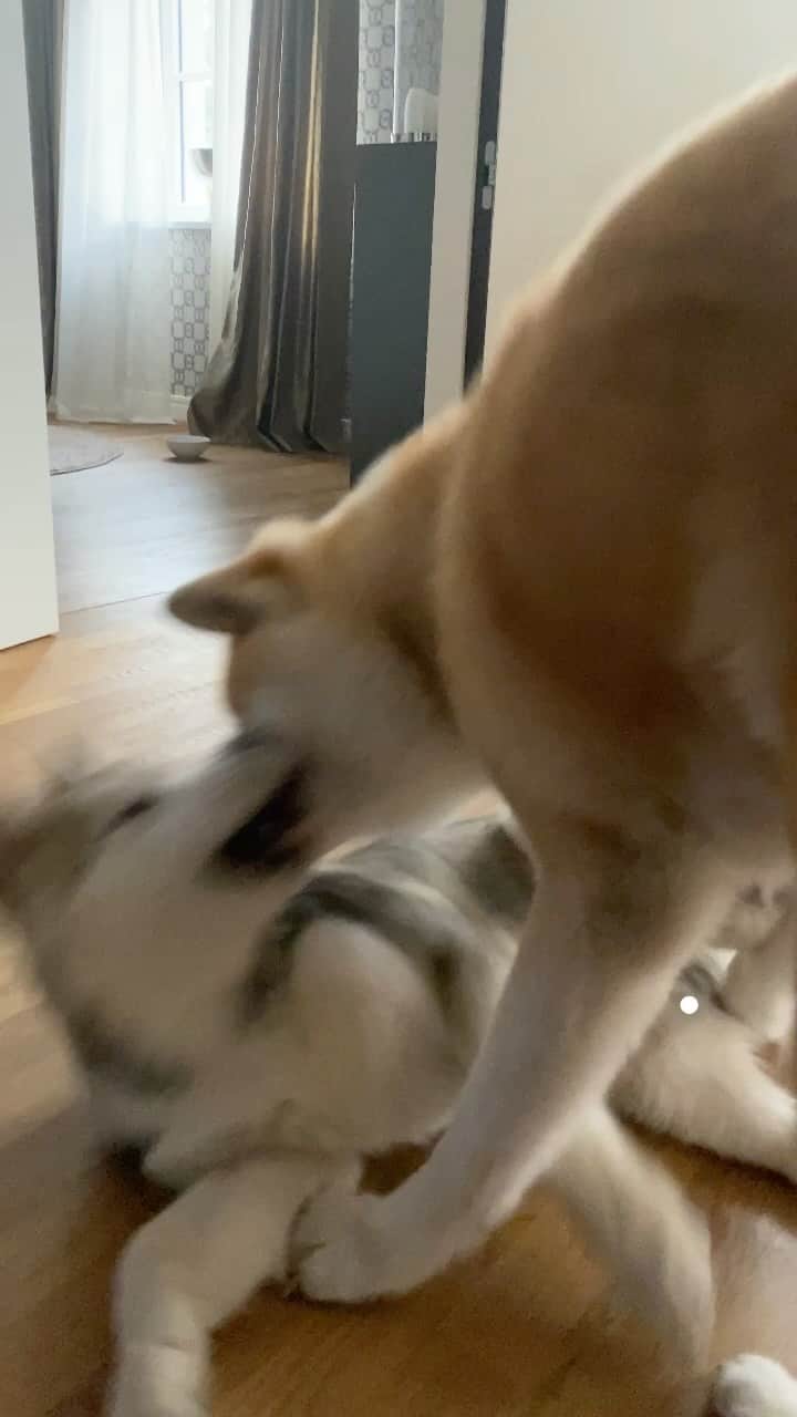Mikkaのインスタグラム：「It‘s NOT the size of the dog in the FIGHT but the size of the FIGHT in the dog. Arno is not giving up... 😂🐕🐶」