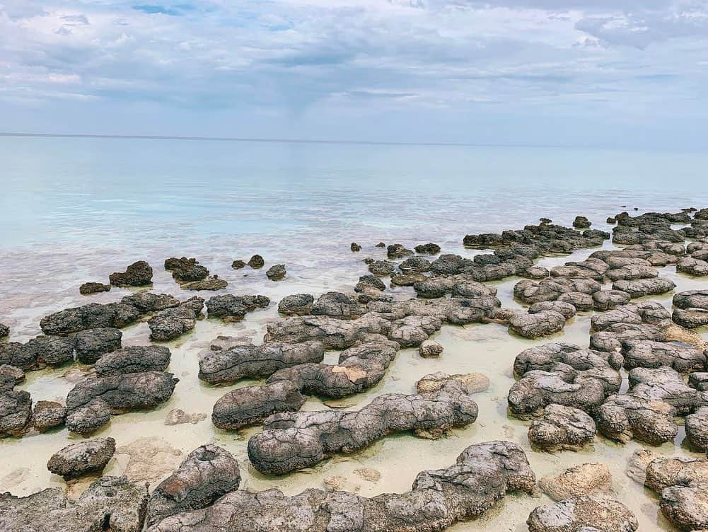 朝日放送「朝だ！生です旅サラダ」さんのインスタグラム写真 - (朝日放送「朝だ！生です旅サラダ」Instagram)「@ennayamashiro  ﻿ ﻿1991年に世界遺産に登録された #シャークベイ は独特の進化を遂げた動植物の宝庫になっており、35億年前から生息するといわれる世界最古の生物、バクテリアのストロマトライトの大きな群生をみることができます🔍👀  うーん‥‥見た目は石にしかみえませんが‥‥😂💭🪨笑  #ストロマトライト は、地球上に酸素を作り出したとても貴重な生き物。 しかも化石ではなく、原生しているこれほどの量がみられるのはなんとシャークベイだけなんだそうです😳 太古から今も生きていて、わたしたちが生きていられるのもストロマトライトのお陰と言っても過言ではない‥‥？！ 知れば知るほど #地球のロマン を感じます🥺✳︎ _ #世界最古の生物 #35億年前 #石 ?! #バクテリア #貴重な生き物なのです #SharkBay #世界遺産 #西オーストラリア #Australia #オーストラリア #世界でひとつのオーストラリアマップ _ #ABCテレビ #朝日放送テレビ #朝だ生です旅サラダ #旅サラダ #旅サラダガールズ #山代エンナ #イラストレーター #海外 #旅 #travel #trip」5月10日 19時21分 - tabisalad