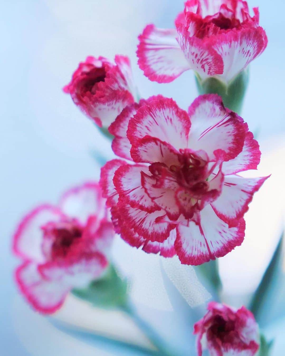 田中亜希子さんのインスタグラム写真 - (田中亜希子Instagram)「夕方、遊びから帰ってお花をくれました＾＾遊びの途中で買ってきてくれたようです。  いちばんカラフルだったのでこの花を選んだらしいです。  自分たちで選んで買ってきてくれたのは初めてで、気持ちと成長を嬉しく感じました😌💕  きれいに写真撮ってねって。 母の目には写真より何倍もきれいに 見えていますよ＾＾  夕食のお片付けもありがとう✌︎  #母の日」5月10日 19時53分 - akiico