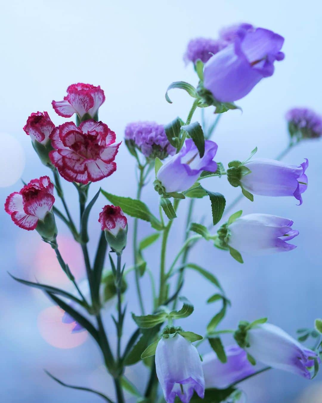 田中亜希子さんのインスタグラム写真 - (田中亜希子Instagram)「夕方、遊びから帰ってお花をくれました＾＾遊びの途中で買ってきてくれたようです。  いちばんカラフルだったのでこの花を選んだらしいです。  自分たちで選んで買ってきてくれたのは初めてで、気持ちと成長を嬉しく感じました😌💕  きれいに写真撮ってねって。 母の目には写真より何倍もきれいに 見えていますよ＾＾  夕食のお片付けもありがとう✌︎  #母の日」5月10日 19時53分 - akiico