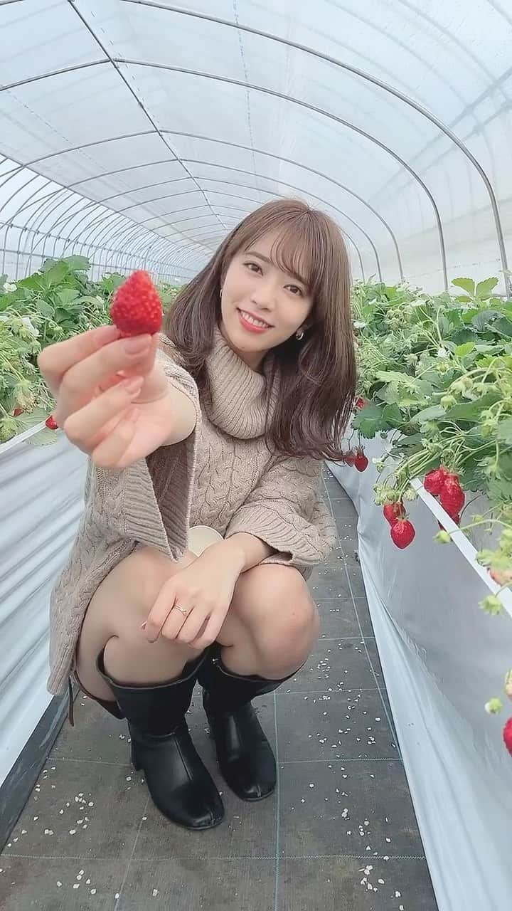 井上真由子のインスタグラム：「🧺🍓 #苺狩り #イチゴ #strawberry #twice #春」