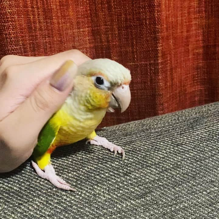 ひらさわあくびのインスタグラム：「愛鳥週間ですな🦜 トーントーン…あれ？ってなるめぐる。かわいい。 #ウロコインコ #愛鳥週間 #ニガミ17才」