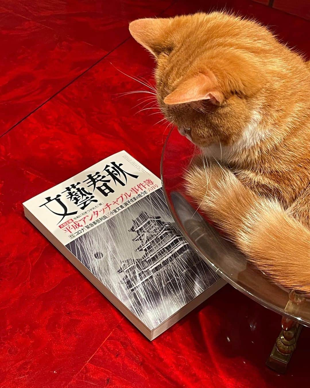 伊藤蘭さんのインスタグラム写真 - (伊藤蘭Instagram)「📖﻿ 本日発売になった﻿ 文藝春秋…﻿ 巻頭の「日本の顔」は﻿ 作詞家の森雪之丞さんです！﻿ 私も1ページ﻿ ご一緒させていただいてます📷﻿ デビューまもない頃から﻿ こんなに長い﻿ お付き合いになるなんて﻿ 有り難き幸せです😊﻿ ﻿ #森雪之丞﻿ #作詞家﻿ #文藝春秋﻿ #6月号﻿ #日本の顔﻿ #本日発売﻿ #私もチラッとお邪魔してます📖﻿ #是非ご覧くださいませ﻿ #伊藤蘭﻿ #チュニ﻿ #マンチカン﻿ #Munchkin﻿ #おやすみなさい」5月11日 0時13分 - ranito_official