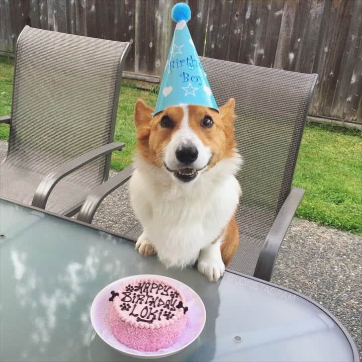 Loki the Corgiのインスタグラム：「Today is Loki’s 10th birthday 🎂 How we wish he were here to celebrate his big day, but we’re sure he’s up there having fun with Ham Ham and all his other angel friends. We’re very grateful to have memories like this to remember him by. Happy Birthday, Loki. We miss you so, so much. Forever and ever ❤️」