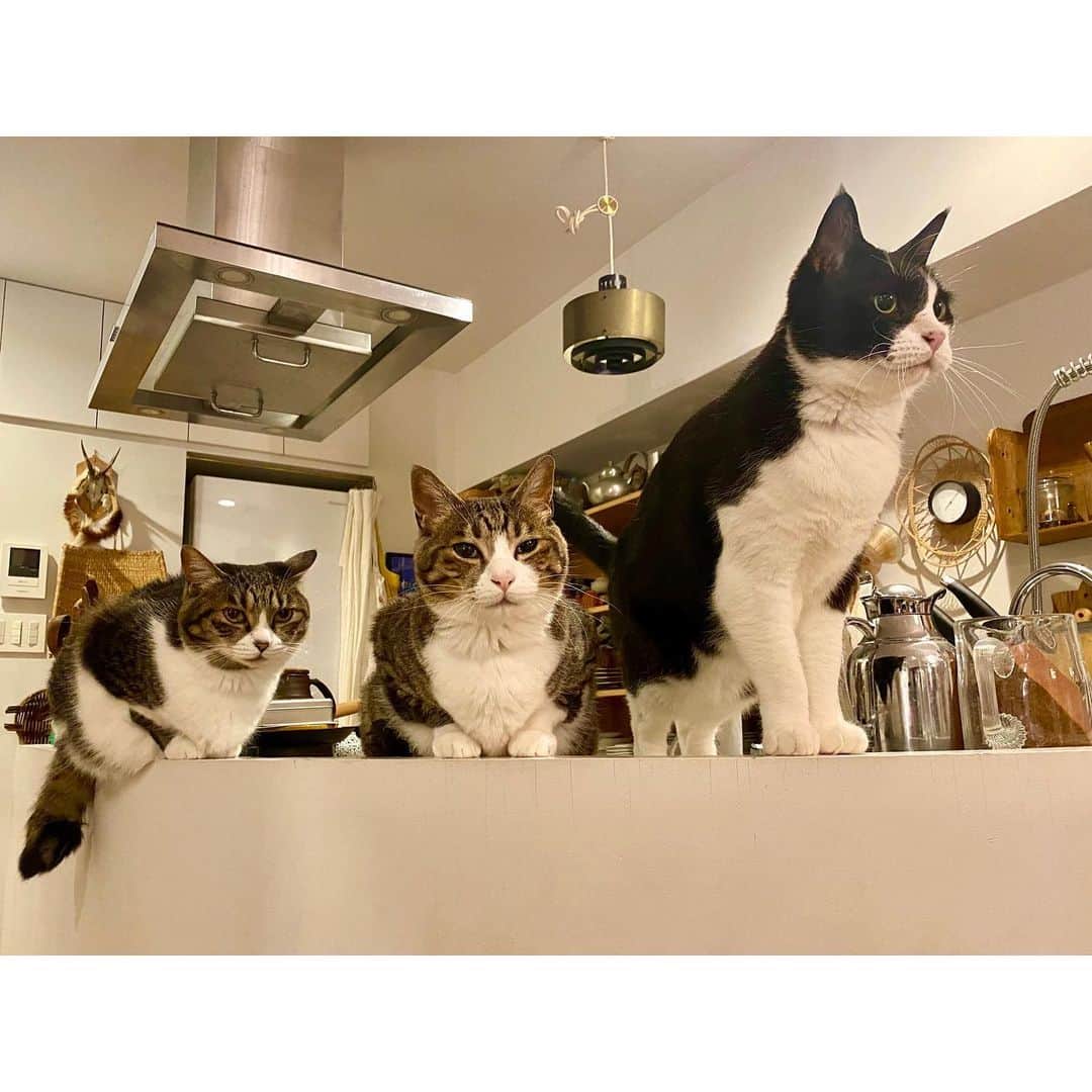 石井佳苗さんのインスタグラム写真 - (石井佳苗Instagram)「﻿ 何が言いたいんだ、君たちは。😼😼😼﻿ ﻿ #猫シャインズ　#ポポメグハナオ　#1ヶ月ぶりに勢揃い」5月11日 21時09分 - kanaeishii_lc