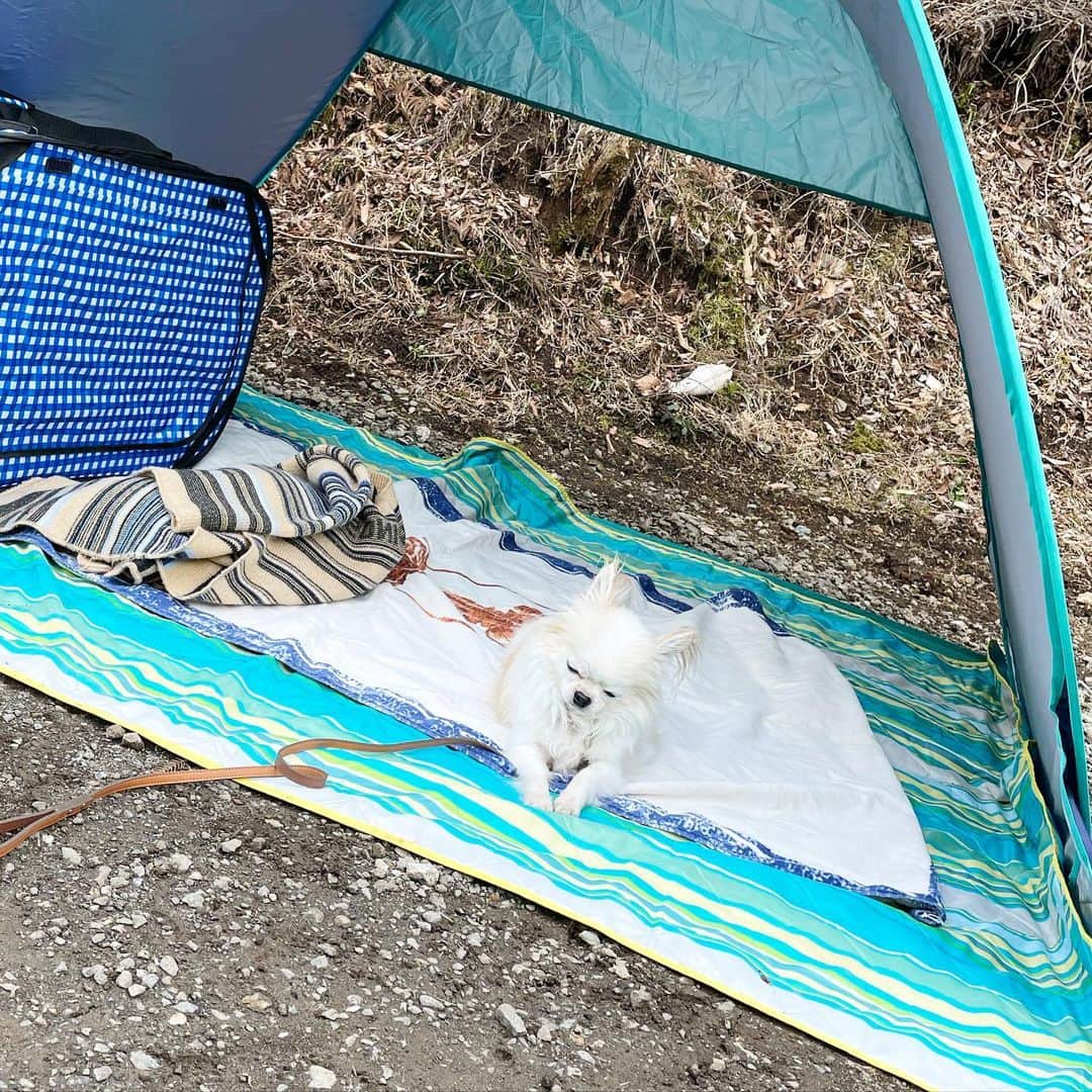 神戸蘭子さんのインスタグラム写真 - (神戸蘭子Instagram)「3月のキャンプ🏕  キャンプ素人過ぎて。 寒すぎて、硬すぎて、 子供とワンコが寝れてるか心配で… 寝れませんでした💦  でも、とっても楽しかったよ♪  #キャンプ初心者　#子供の笑顔　#最高だね  #美味しかった　#私の顔死んでる  #寒くて6枚着たよ　#防寒着なし　#布団なし　#久々ナポちゃん　#おじいちゃん犬　#また連れて行ってね　#ママライフ　#お休みの日」5月11日 13時51分 - ranran0414