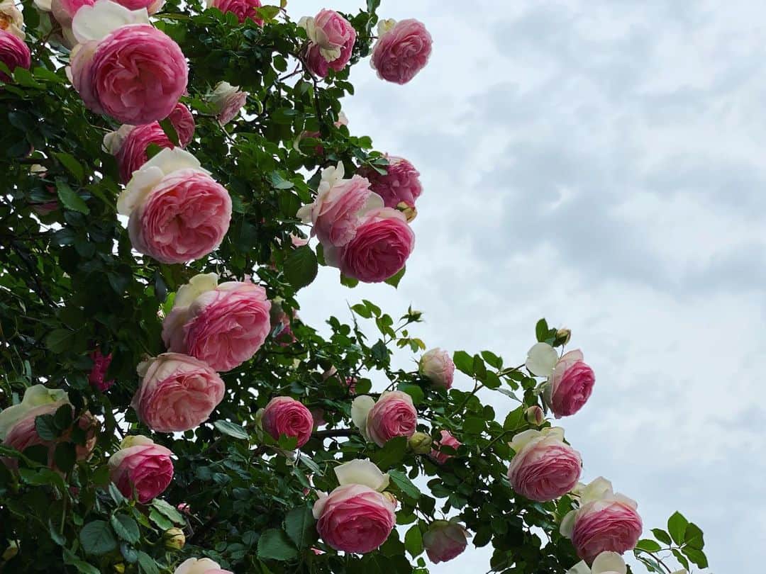 浅本美加のインスタグラム：「⚘  #rose#rosa#desroses」