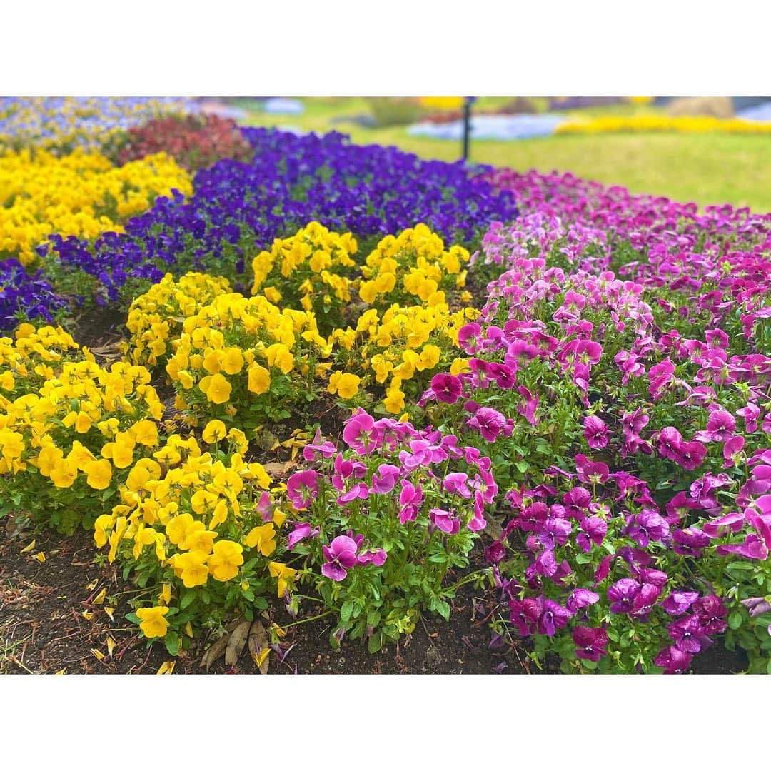 尾島早都樹のインスタグラム：「きょうの ☀️☁️#尾島早都樹の信州いいトコ見つけた！☔️☃️  今回は #小布施町 🌰にある #フローラルガーデンおぶせ へ🌼  同期の #吉岡麗 アナウンサー(@yoshioka__urara )と 行ってきました🚘 入社してからやっと遊ぶことができました🥺♡  庭園の中に季節の花が植えられていて 訪れた時には春の花たちが 出迎えてくれましたよ☺️🌸  中には、ところどころに 🧡型になっているビオラが！ ハート探ししてみると楽しいかも！  庭園は今年いっぱい無料で入園できるそうです！  #長野放送 #ふるさとライブ #アナウンサー #女子アナ #新人アナ #MC #天気 #信州 #長野県 #小布施 #ビオラ  #庭園 #ハート #キュンです #❤️ #花のあるくらし #今週もまた１つ信州が好きになりました」