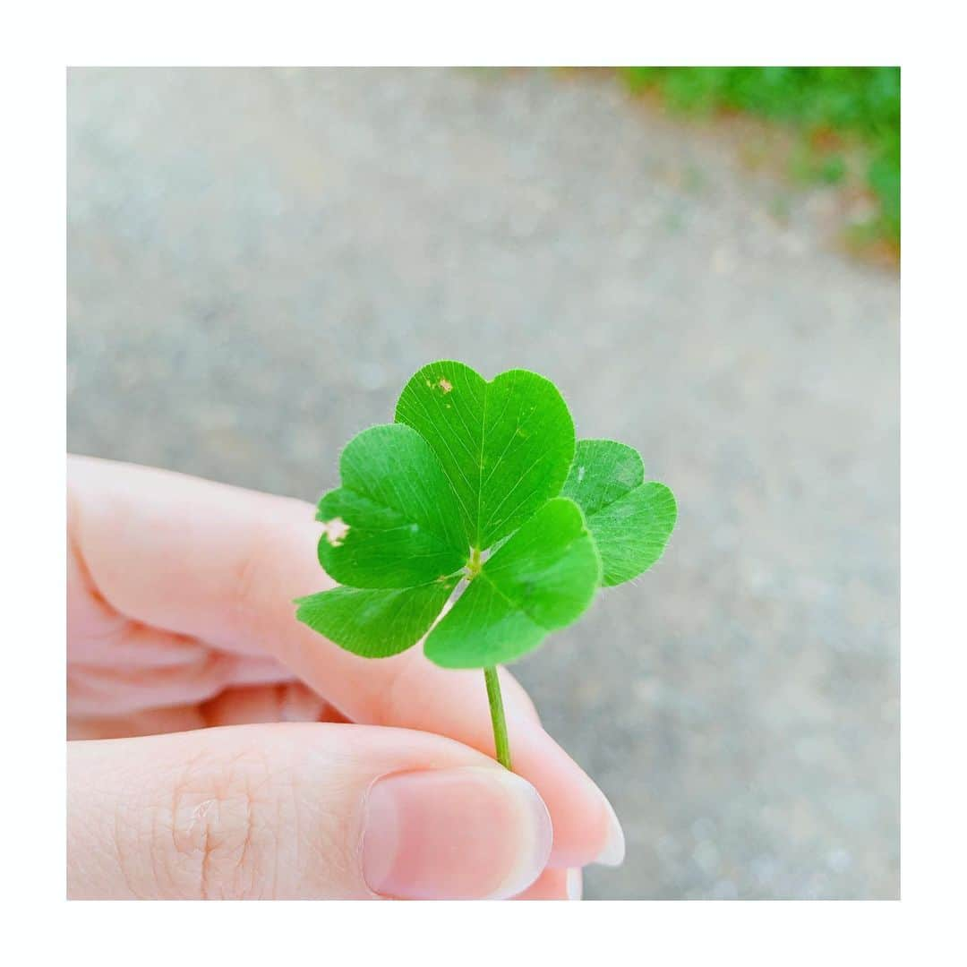 宇賀神メグさんのインスタグラム写真 - (宇賀神メグInstagram)「🍀  . .  近所の公園を散歩していたら 五つ葉のクローバーを発見!!  良いことがありそう、と思ったので お裾分けさせていただきます。😊  . .  #五つ葉 #クローバー」5月11日 17時05分 - ugajin_megu